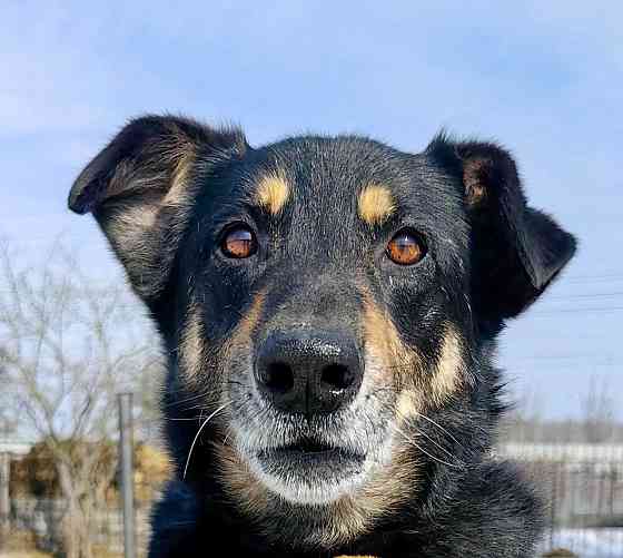 Умный, верный, ласковый пес Жорж ищет дом Москва