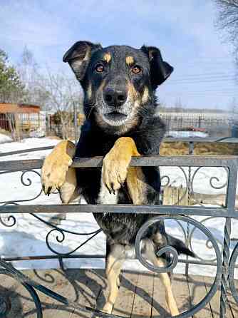 Умный, верный, ласковый пес Жорж ищет дом Москва