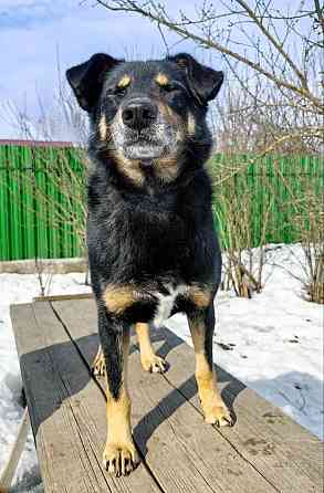 Умный, верный, ласковый пес Жорж ищет дом Москва