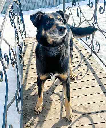 Умный, верный, ласковый пес Жорж ищет дом Москва