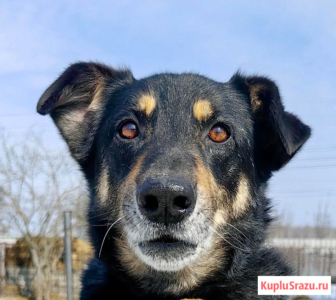 Умный, верный, ласковый пес Жорж ищет дом Москва - изображение 2