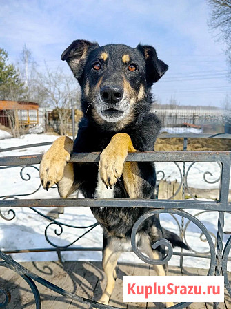 Умный, верный, ласковый пес Жорж ищет дом Москва - изображение 1