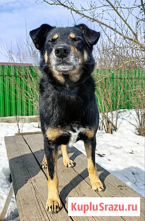 Умный, верный, ласковый пес Жорж ищет дом Москва - изображение 4