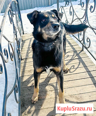 Умный, верный, ласковый пес Жорж ищет дом Москва - изображение 3