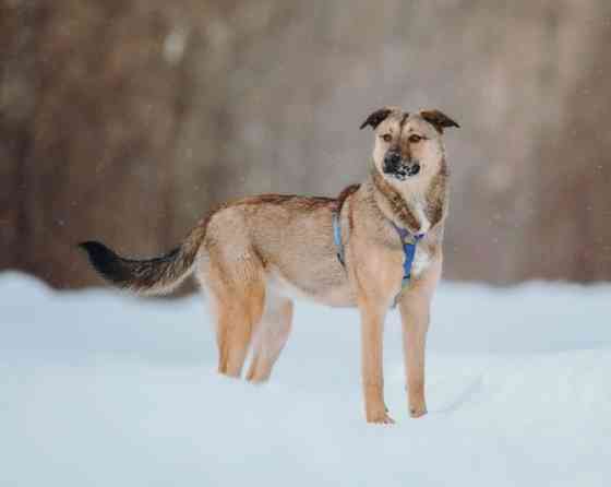 Сади, собака-подросток, которая не умеет любить вполсилы Москва