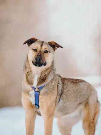 Сади, собака-подросток, которая не умеет любить вполсилы Москва