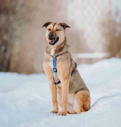 Сади, собака-подросток, которая не умеет любить вполсилы Москва