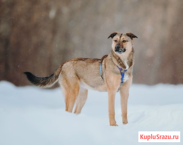 Сади, собака-подросток, которая не умеет любить вполсилы Москва - изображение 2