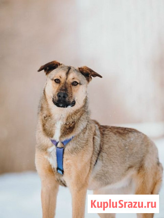 Сади, собака-подросток, которая не умеет любить вполсилы Москва - изображение 4