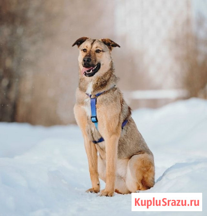 Сади, собака-подросток, которая не умеет любить вполсилы Москва - изображение 3
