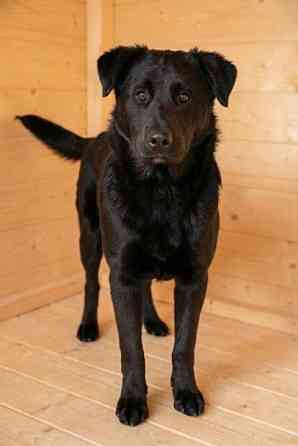 Кира и Миша, ласковые умные щенки-подростки ищут дом Москва