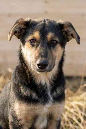 Кира и Миша, ласковые умные щенки-подростки ищут дом Москва