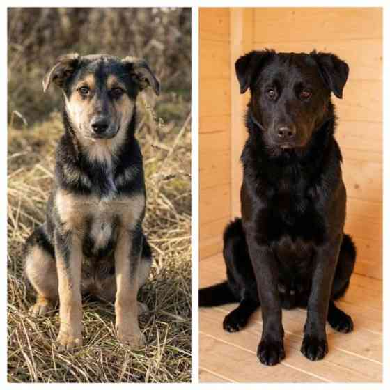 Кира и Миша, ласковые умные щенки-подростки ищут дом Москва