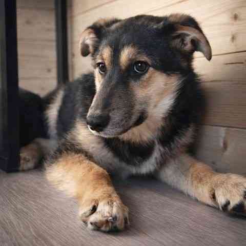 Кира и Миша, ласковые умные щенки-подростки ищут дом Москва