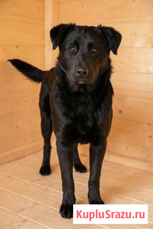 Кира и Миша, ласковые умные щенки-подростки ищут дом Москва - изображение 3