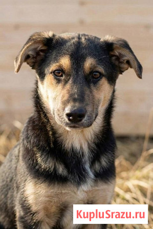 Кира и Миша, ласковые умные щенки-подростки ищут дом Москва - изображение 2