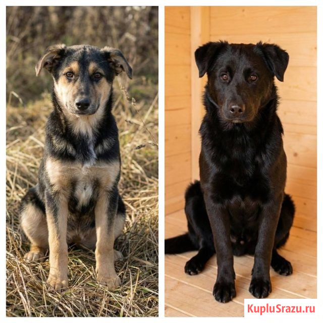 Кира и Миша, ласковые умные щенки-подростки ищут дом Москва - изображение 1