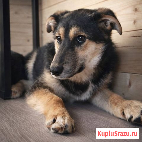 Кира и Миша, ласковые умные щенки-подростки ищут дом Москва - изображение 4