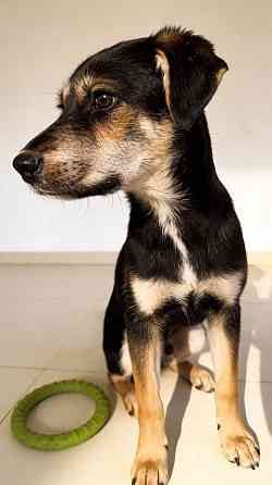 Щенок-подросток Индеец ищет дом Москва