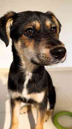 Щенок-подросток Индеец ищет дом Москва