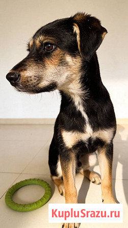 Щенок-подросток Индеец ищет дом Москва - изображение 3