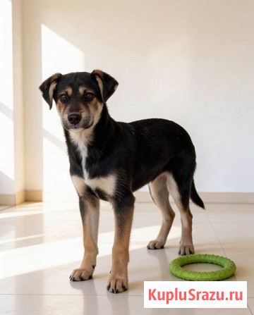 Щенок-подросток Индеец ищет дом Москва - изображение 1