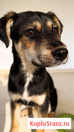 Щенок-подросток Индеец ищет дом Москва - изображение 4