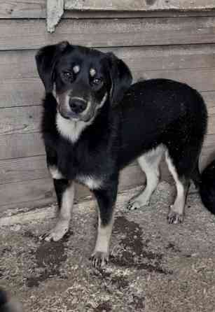 Красавица Каштанка, ласковый щенок-подросток ищет дом Москва