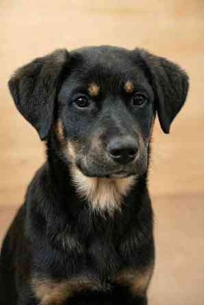 Красавица Каштанка, ласковый щенок-подросток ищет дом Москва