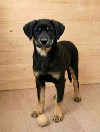 Красавица Каштанка, ласковый щенок-подросток ищет дом Москва