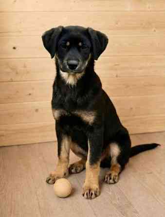 Красавица Каштанка, ласковый щенок-подросток ищет дом Москва