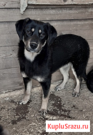 Красавица Каштанка, ласковый щенок-подросток ищет дом Москва - изображение 4