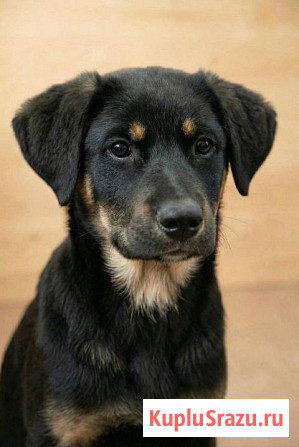 Красавица Каштанка, ласковый щенок-подросток ищет дом Москва - изображение 2