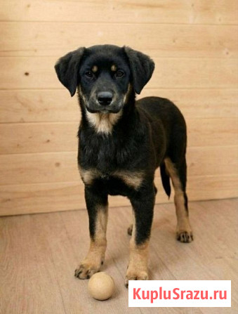 Красавица Каштанка, ласковый щенок-подросток ищет дом Москва - изображение 1