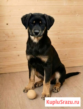 Красавица Каштанка, ласковый щенок-подросток ищет дом Москва - изображение 3