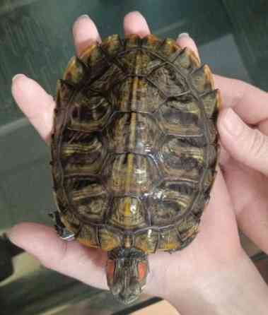 Отдам бесплатно 2-х красноухих черепашек (меньше года) Москва