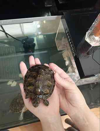 Отдам бесплатно 2-х красноухих черепашек (меньше года) Москва