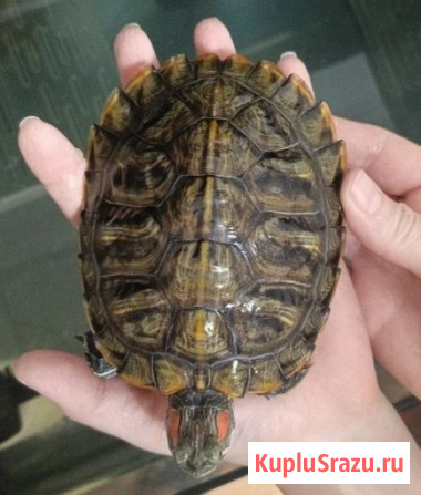 Отдам бесплатно 2-х красноухих черепашек (меньше года) Москва - изображение 1