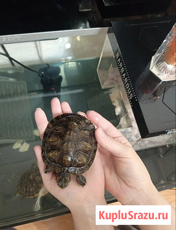 Отдам бесплатно 2-х красноухих черепашек (меньше года) Москва - изображение 2