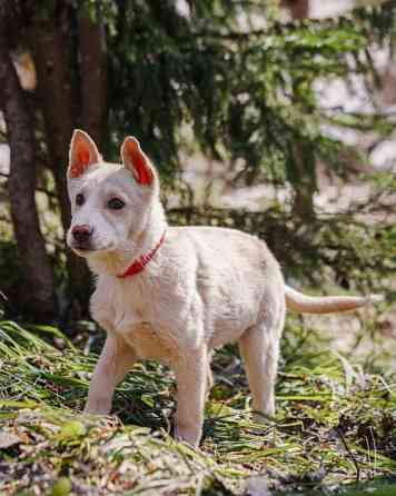 Бесподобный домашний щенок Пилот ищет дом Москва