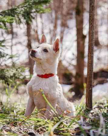 Бесподобный домашний щенок Пилот ищет дом Москва