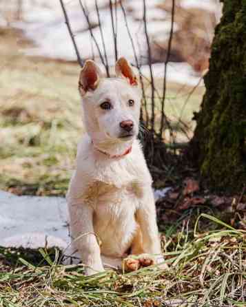 Бесподобный домашний щенок Пилот ищет дом Москва
