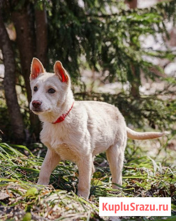 Бесподобный домашний щенок Пилот ищет дом Москва - изображение 2