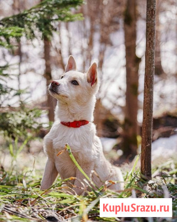 Бесподобный домашний щенок Пилот ищет дом Москва - изображение 4