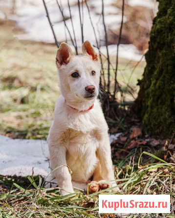 Бесподобный домашний щенок Пилот ищет дом Москва - изображение 1