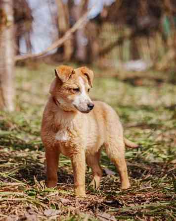 Милейшая Дива, домашняя девочка-щенок ищет дом Москва