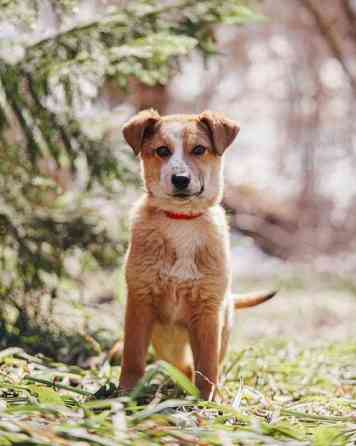 Милейшая Дива, домашняя девочка-щенок ищет дом Москва
