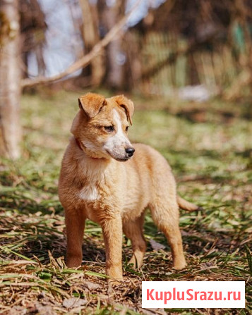 Милейшая Дива, домашняя девочка-щенок ищет дом Москва - изображение 4