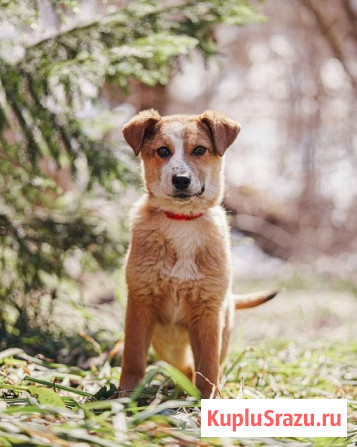 Милейшая Дива, домашняя девочка-щенок ищет дом Москва - изображение 1