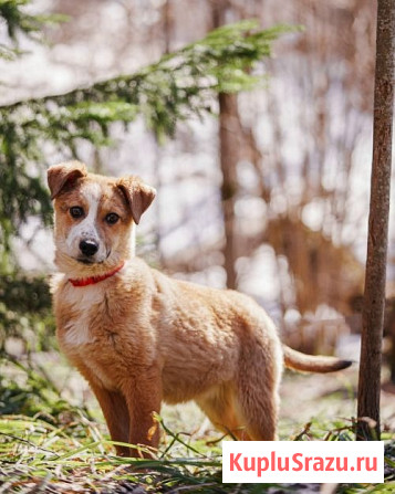 Милейшая Дива, домашняя девочка-щенок ищет дом Москва - изображение 2